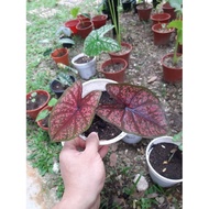 Keladi - Caladium Darth Maul (Keladi D.M.) 4 Leaves