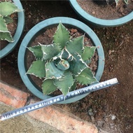 白鲸仁王冠Agave titanota 仁王冠白鲸 趣味盆栽 20-25cm