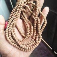 3000 butir jenitri rudraksha 7 mm