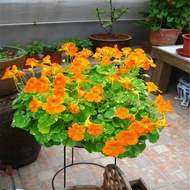 Bulk Eclipse Eclipse Seeds Four Seasons Eclipse Eclipse Potted Plant Climbing Safflower Eclipse Ecli
