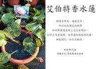 心栽花坊-艾伯特香水蓮/睡蓮/1尺吋盆/水生植物/觀花植物/售價800特價650