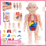 Human Body Model Human Body Anatomy Skeleton 3D Anatomy Puzzle Education Building Montessori Toy