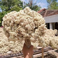 CIGALLERY Bromo Edelweiss Flowers Medium 50 Grams Dried edelweiss flowers Bromo cultivation original