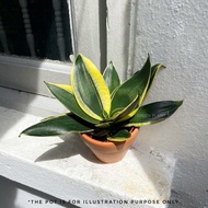 GPS Green Plant Society Live Sansevieria Dwarf (Snake Plant)
