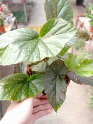 [Paling Horticulture Sdn Bhd] Real Begonia Dotsy | Angel Wing Begonia