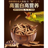 Worm of Arowana Fish, Parrot feeds