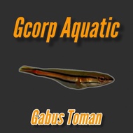 Gabus Toman (Ikan Predator)