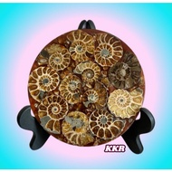 Natural Ammonite Fossil Display with Stand ( Feng Shui 风水 )