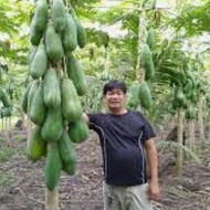 Benih Segar Benih Betik Bentuk Panjang - Long Papaya Seed - 5 Seed