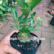 Bibit bahan bonsai adenium bonggol besar (SIZE A) - kamboja jepang