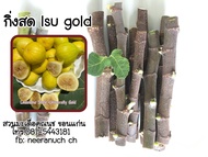 มะเดื่อฝรั่ง กิ่งสดมะเดื่อฝรั่ง lsu gold ชุด 4 กิ่ง 150บาท /lsu gold figs cuttings,set  4pieces 150฿