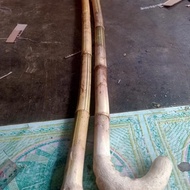 Jual Tongkat Bambu Kuning Asli Unik Per Buah Original Best Seller