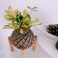 小苔球 斑葉鵝掌藤 植栽