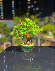 日本唐楓
