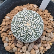 Astrophytum asterias super kabuto v type cactus d 4,5 cm