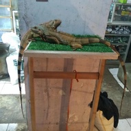 iguana super red jantan dewasa
