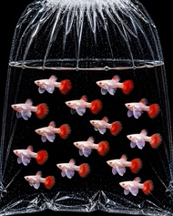 GPS Albino Dumbo Purple Ear Guppy Fish 1 pair