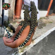 varanus doreanus japur Orange phase