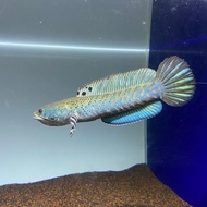 Ikan Hias Predator Channa Pulchra 10Cm