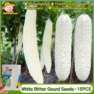 100% Original Fresh White Bitter Gourd Seeds Long Ampalaya Seeds for Planting (High Germination, 15p