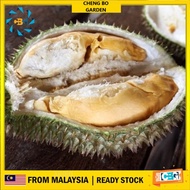 Anak Pokok Durian D2 Anak Pokok Limited Edition Anak Pokok Durian Datok Nina Import Dari Thailand