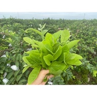 Guava leaf young pistil 100g