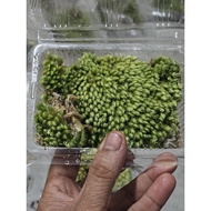 fox tail terrarium moss