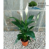 [LIVE PLANT] Spathiphyllum Wallisii / Peace Lily/White Sails Indoor Plant 白掌/和平百合 - RIVERVIEW FLORA