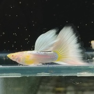 [1pair] Albino Platinum Gold Guppy Freshwater fish no D.O.A