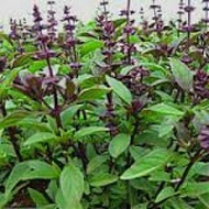 Thai Purple Basil Seeds (Ocimum Basilicum)