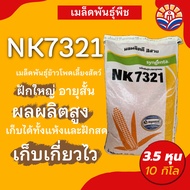 ส่งไว! ข้าวโพดเลี้ยงสัตว์ NK7321 10กิโล ใบตั้ง ปลูกถี่ได้ ให้ผลผลิตสูง ฝักมีความสม่ำเสมอมาก ปลูกในพื
