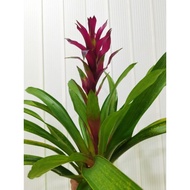 bromeliad guzmania Purple