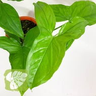 Syngonium Podophyllum 'Albolineatum' Indoor Beginner Plant Air Purifier IOB