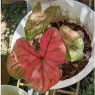 Caladium Mawi#Red debutante