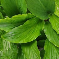 Daun Kunyit Hitam Fresh dari Pokok / Daun Herba Kunyit Halia hitam / Kaempferia Parviflora (kunyit h