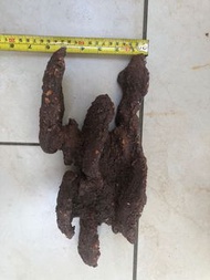 海水缸 珊瑚造景