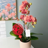 鮮花 / 年節蝴蝶蘭 / 鮮花盆栽 過年花禮 新春賀禮 年節裝飾