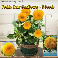 เมล็ดพันธุ์ ทานตะวันเท็ดดี้ (Teddy Bear Sunflower Seed) บรรจุ 6 เมล็ด Flower Seeds for Planting ทานตะวันแคระ บอนสี เมล็ดดอกไม้ ต้นไม้มงคล เมล็ดบอนสี บอนไซ ต้นไม้ ไม้ประดับมงคล ต้นบอนไซ พันธุ์ดอกไม้ ดอกไม้ปลูกสวยๆ แต่งบ้านและสวน ปลูกง่าย ปลูกได้ทั่วไทย