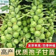 現貨 批發批發　進口小包菜種子特色抱子甘藍包心菜種高產四季盆栽大田蔬菜種籽苗