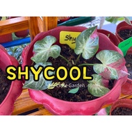 🌸MLG•RARE THAI ID🌸SHYCOOL🌸CALADIUM KELADI 彩叶芋｜REAL LIVE PLANT