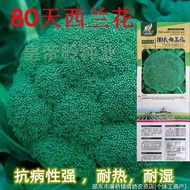 Broccoli Seeds Spring Autumn Cauliflower Vegetables Vegetable Seeds Cold-Resistant Green Vegetables 