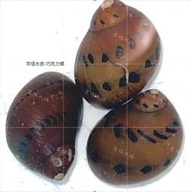 宗信水族-實體店面_黑金剛螺_斑馬螺_巧克力螺_蜜蜂螺_笠螺_蘋果螺_鑽文螺_橙兔螺_黃金螺