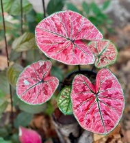 Tanaman hias caladium keladi HA01 thai series new variant hybrid inport