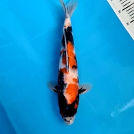 Koi Ikan Koi Import Showa Isa Jumbo Tosai 26 Alyashop243