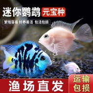Ikan Burung Nuri Mini Ikan Hidup Ikan Hiasan Tropika Air Tawar Kecil Goreng Tiga Tasik Ikan Pembiaka