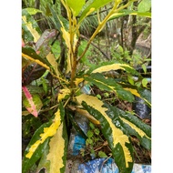 pokok puding croton ( ID banana )