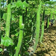 5 Snake Luffa Seeds