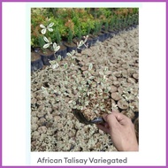 ● ¤ ⚽︎ African Talisay Variegated small size only