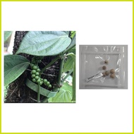 ✳ ➼ ✯ ▪ peppercorn plant seeds paminta piper nigrum