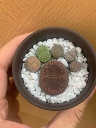 腳掌圖案 生石花 屁屁花 1 pp 花紋 七彩 盆景 盆栽 植物 彩豆 拼盤 plants Lithops 紅窗 紫薰 弁天 日輪 荒玉